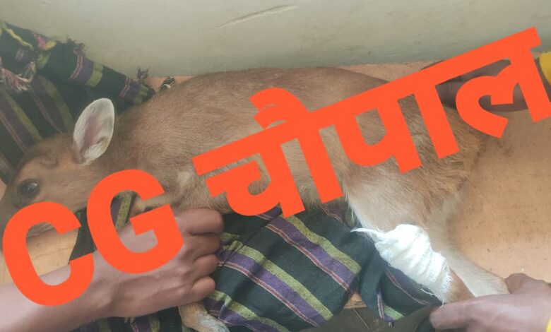 वन विभाग की टीम द्वारा कोटरी की किया गया रेस्क्यू 1 IMG 20250514 WA0001