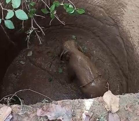 घरघोड़ा रेंज में कुएं में गिरा शावक हाथी, देखे वीडियो 1 IMG 20250603 WA0001
