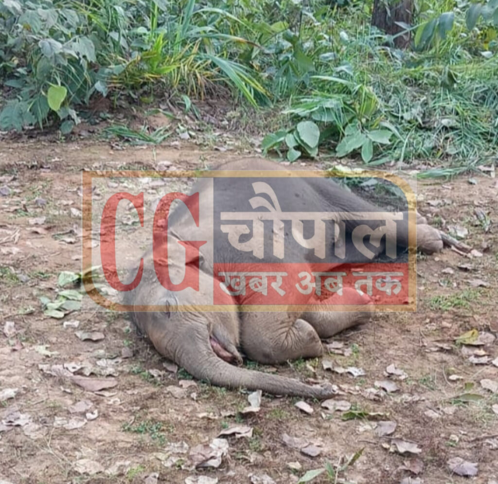 बीती शाम पानी डूबने से हाथी के शावक की हुई मौत 2 InShot 20251029 111439479